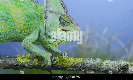 Close-up of mature Veiled chameleon eats praying mantis. Cone-head chameleon or Yemen chameleon (Chamaeleo calyptratus) and Transcaucasian tree mantis Stock Photo