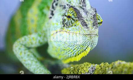 Close-up frontal portrait of adult green Veiled chameleon sits on tree branch and looks at on camera lens, on green grass and blue sky background. Con