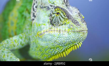 Adult green Veiled chameleon sits on a tree branch and looks around, on green grass and blue sky background. Cone-head chameleon or Yemen chameleon (C Stock Photo