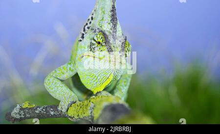 Close-up frontal portrait of adult green Veiled chameleon sits on a tree branch and looks around, on green grass and blue sky background. Cone-head ch Stock Photo