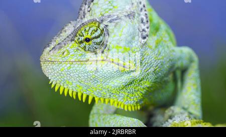 Adult green Veiled chameleon sits on a tree branch and looks around, on green grass and blue sky background. Cone-head chameleon or Yemen chameleon (C Stock Photo