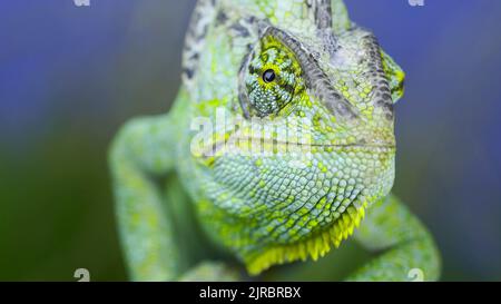 Close-up frontal portrait of adult green Veiled chameleon sits on tree branch and looks at on camera lens, on green grass and blue sky background. Con Stock Photo