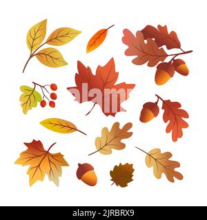 Autumn leaves and acorn on a white background for autumn themes Stock Vector