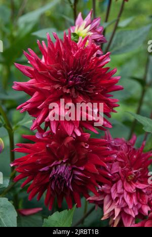 red dahlias on a background of green leaves