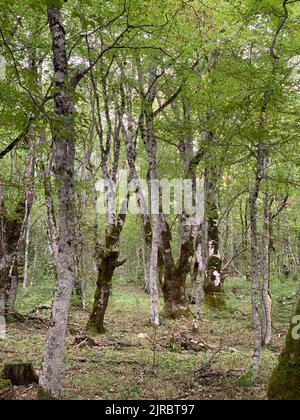 Perućica Forest Reserve in Sutjeska national Park, Bosnia and Hercegovina. One of the last primeval forests in Europe, UNESCO heritage site. Stock Photo