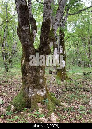 Perućica Forest Reserve in Sutjeska national Park, Bosnia and Hercegovina. One of the last primeval forests in Europe, UNESCO heritage site. Stock Photo