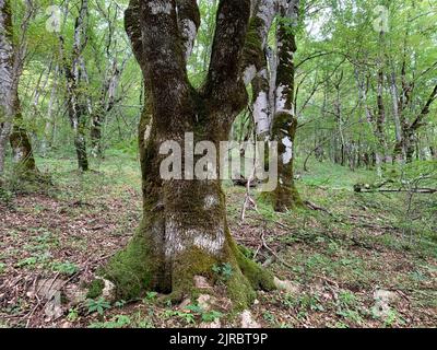 Perućica Forest Reserve in Sutjeska national Park, Bosnia and Hercegovina. One of the last primeval forests in Europe, UNESCO heritage site. Stock Photo