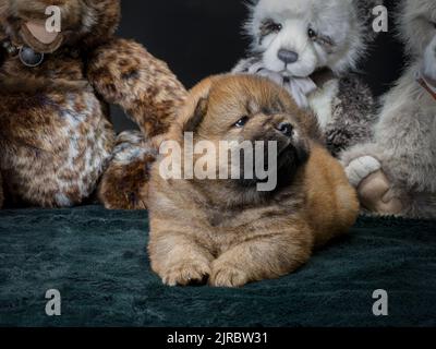 Female Chow Chow puppy with teddy bears. Stock Photo