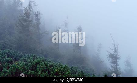 Misty mountain forest with dwarf pine and tall conifers fading into fog, creating a moody alpine wilderness landscape. Stock Photo