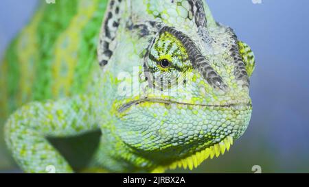 August 23, 2022, Odessa oblast, Ukraine, Eastern Europe: Close-up frontal portrait of adult green Veiled chameleon sits on tree branch and looks at on camera lens, on green grass and blue sky background. Cone-head chameleon or Yemen chameleon (Credit Image: © Andrey Nekrasov/ZUMA Press Wire)