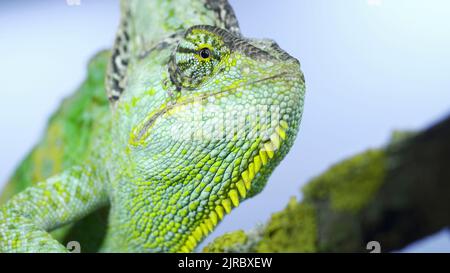 August 23, 2022, Odessa oblast, Ukraine, Eastern Europe: Adult green Veiled chameleon sits on a tree branch and looks around, on green grass and blue sky background. Cone-head chameleon or Yemen chameleon (Credit Image: © Andrey Nekrasov/ZUMA Press Wire) Stock Photo