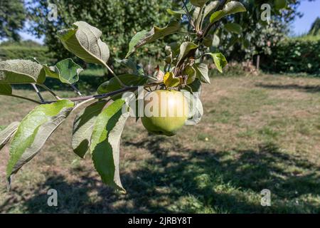 Green apple growing on its tree with green leaves against trees and dry grass in the blurred background, sunny summer day in a fruit tree orchard. Con Stock Photo