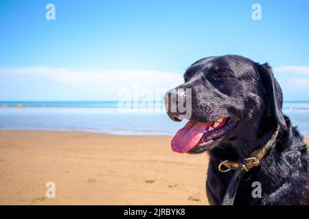 a close-up portrait of a black labrador at sea. dog on the beach Stock Photo