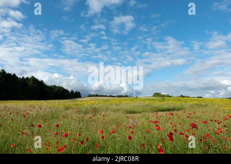 Poppy field Stock Photo