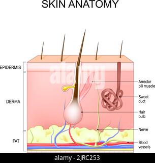 Skin structure and anatomy. Layers Of Human Skin with hair follicle, sweat and sebaceous glands. Epidermis, dermis, hypodermis. vector illustration Stock Vector