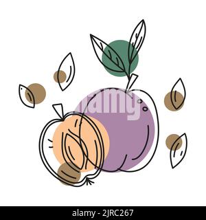 Outline vector illustration of plum whole and cut with pits. Abstract color shapes. Stock Vector