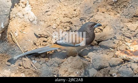 A Rufous treepie on ground in sand full body shot Stock Photo