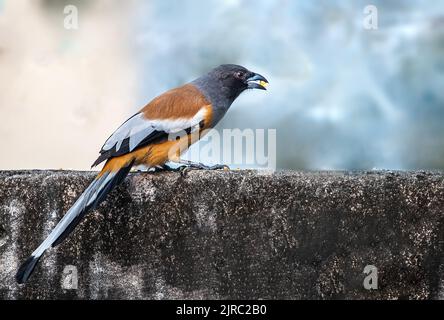 A Rufous Treepie having food in its mouth sitting on a wall Stock Photo