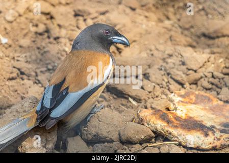 A Rufous Treepie on ground in search of food Stock Photo