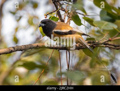 A Treepie Rufous resting on a tree in shade Stock Photo