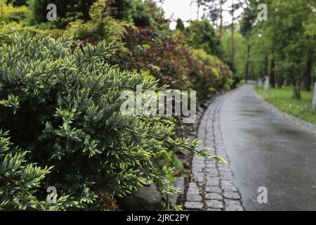 Green shrubs in public park. Spring time Stock Photo