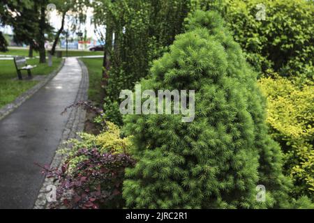 Green shrubs in public park. Spring time Stock Photo