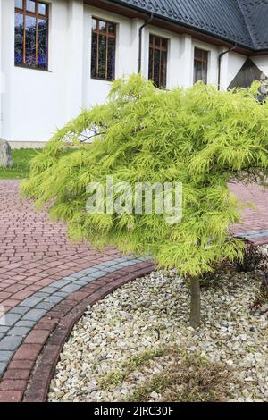 Japanese maple (Acer palmatum) in the garden. Spring time Stock Photo
