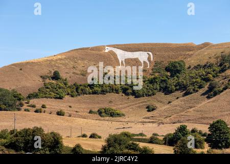 Wiltshire Countryside and Westbury White Horse after prolonged dry weather during the summer heat wave, Westbury, Wiltshire, England, UK Stock Photo