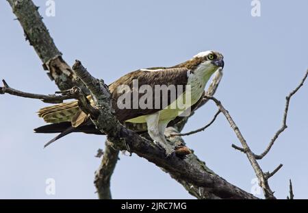 Osprey Perched on Branch Stock Photo