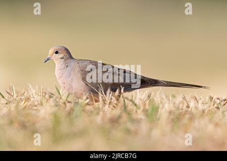 A mourning dove (Zenaida macroura) foraging in a park in the grass in the morning light Stock Photo