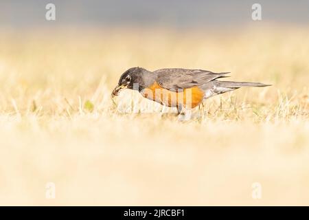An American robin (Turdus migratorius) foraging in a park in the grass in the morning light. Stock Photo
