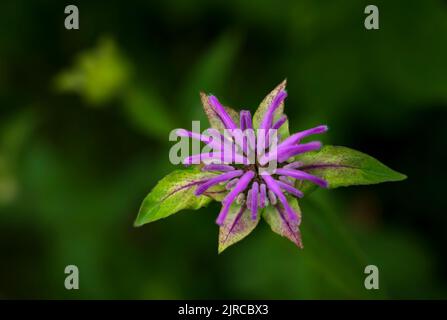 The Wild bergamot wildflower blooming near La Riviere, Manitoba, Canada. Stock Photo