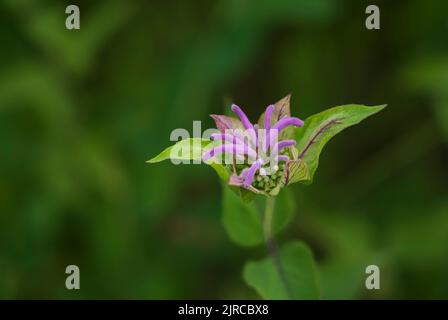 The Wild bergamot wildflower blooming near La Riviere, Manitoba, Canada. Stock Photo