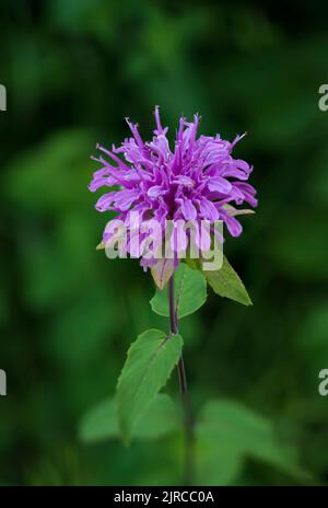 The Wild bergamot wildflower blooming near La Riviere, Manitoba, Canada. Stock Photo