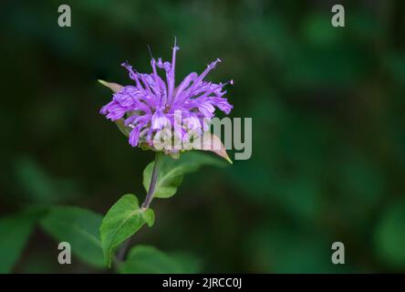 The Wild bergamot wildflower blooming near La Riviere, Manitoba, Canada. Stock Photo