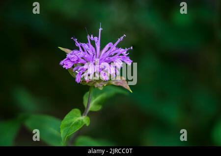 The Wild bergamot wildflower blooming near La Riviere, Manitoba, Canada. Stock Photo