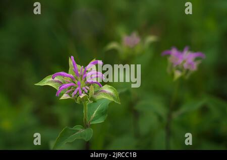 The Wild bergamot wildflower blooming near La Riviere, Manitoba, Canada. Stock Photo