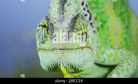 August 23, 2022, Odessa oblast, Ukraine, Eastern Europe: Close-up frontal portrait of adult green Veiled chameleon sits on tree branch and looks at on camera lens, on green grass and blue sky background. Cone-head chameleon or Yemen chameleon (Credit Image: © Andrey Nekrasov/ZUMA Press Wire)
