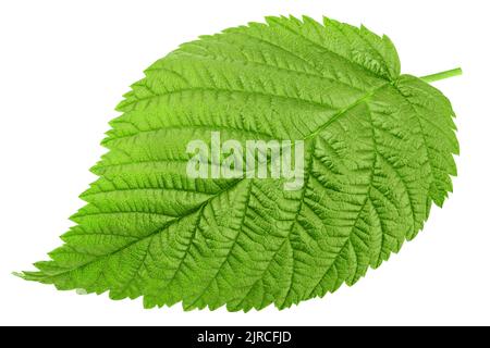 Raspberry leaves isolated on white background, clipping path, full depth of field Stock Photo