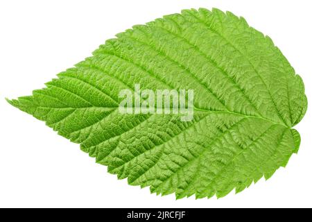 Raspberry leaves isolated on white background, clipping path, full depth of field Stock Photo