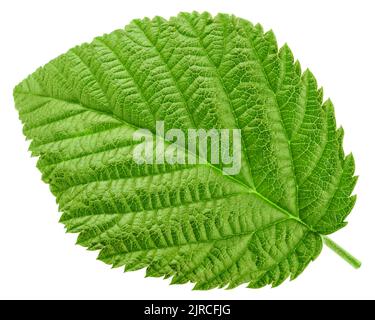Raspberry leaves isolated on white background, clipping path, full depth of field Stock Photo