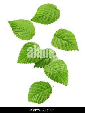 Falling Raspberry leaves isolated on white background, clipping path, full depth of field Stock Photo