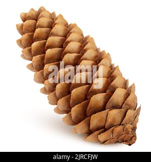 Pine cone isolated on white background, clipping path, full depth of field Stock Photo