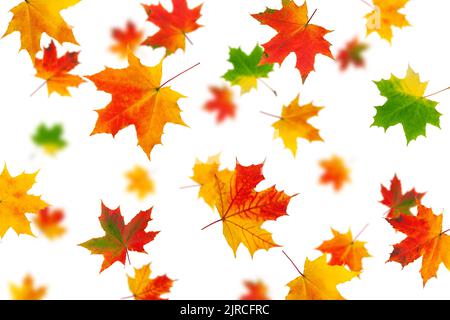 Falling autumn maple leaf isolated on white background, selective focus Stock Photo