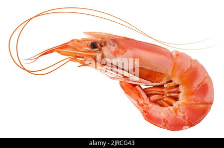 shrimp isolated on white background, clipping path, full depth of field Stock Photo
