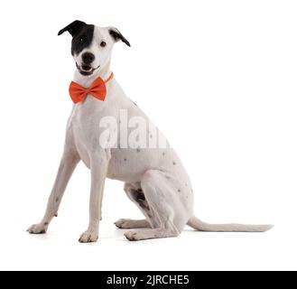 cute, funny ,elegant white dog with a black stain on one eye and a orange tie bow in a white background Stock Photo