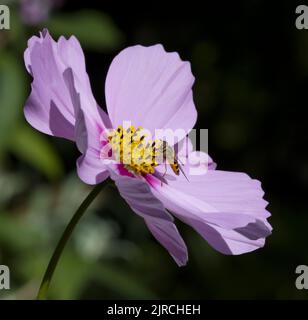 Hoverfly Syrphus RibesII Hoverfly on Pink Cosmos Daisy Stock Photo