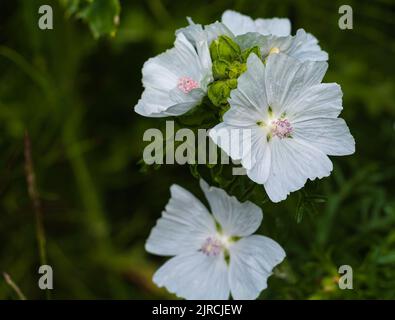 Musk mallow flower, blooming tender white summer Malva moschata flower branch. Blossom white musk mallow flower on a summer sunny day macro photograph Stock Photo