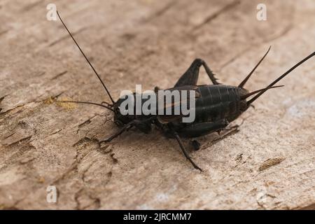 Detailed closeup on the dark black Southern Field cricket, Gryllus bimaculatus sitting on wood in France Stock Photo