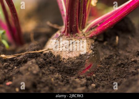 Sea beet, Beta vulgaris subsp. maritima, beetroot, table, garden, red, or golden beet, beet root crop in the ground on the garden. Beets in the garden Stock Photo